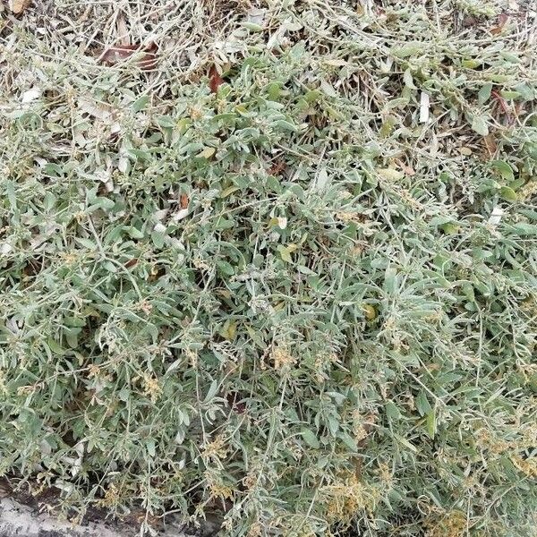 Atriplex semibaccata Leaf