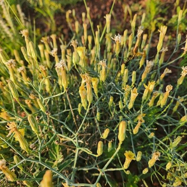 Launaea hafunensis Flor