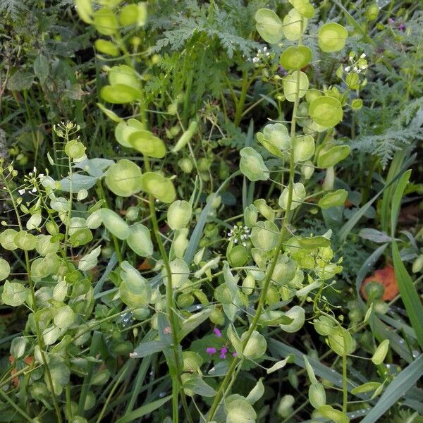 Thlaspi arvense Habit