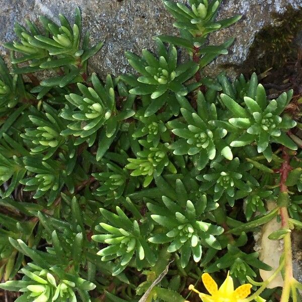 Saxifraga aizoides Hábito