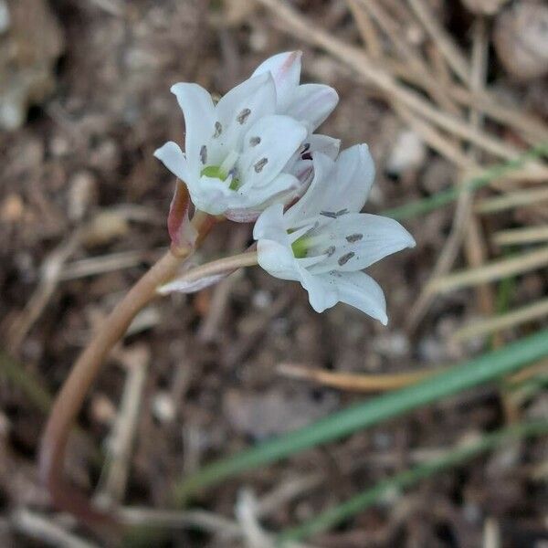 Brimeura fastigiata Kvet