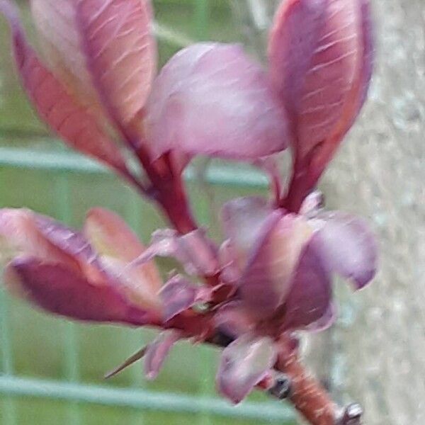 Cotinus coggygria Blatt