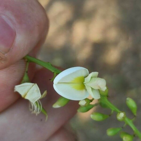 Styphnolobium japonicum Fleur