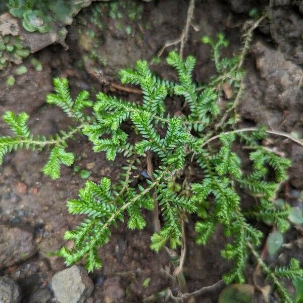 Selaginella kraussiana Hábito