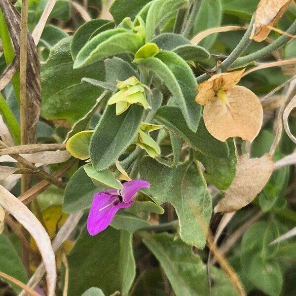 Dicliptera napierae Frucht