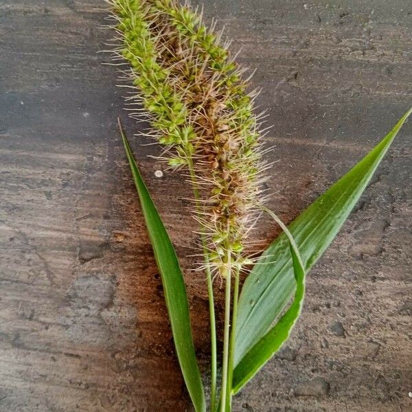 Setaria verticillata Лист