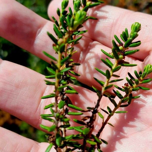 Empetrum nigrum Folha