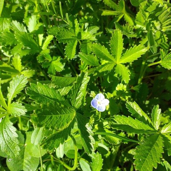 Veronica filiformis फूल