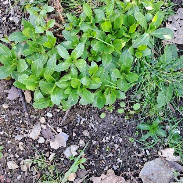 Veronica gentianoides Hábito