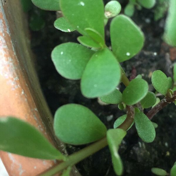 Sedum ternatum Leaf