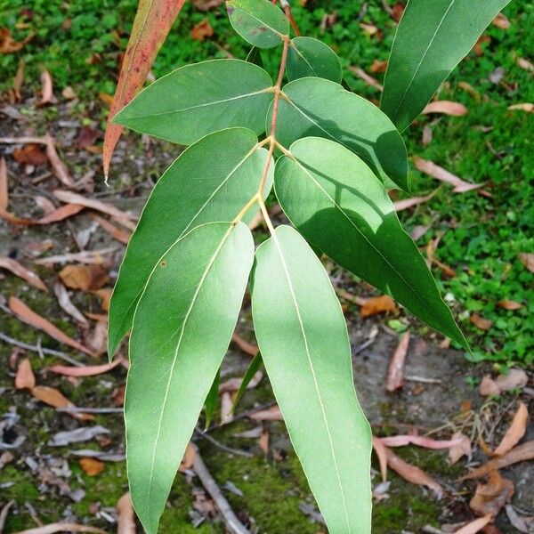 Eucalyptus macarthurii 葉