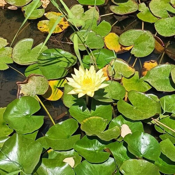 Nymphaea mexicana Õis