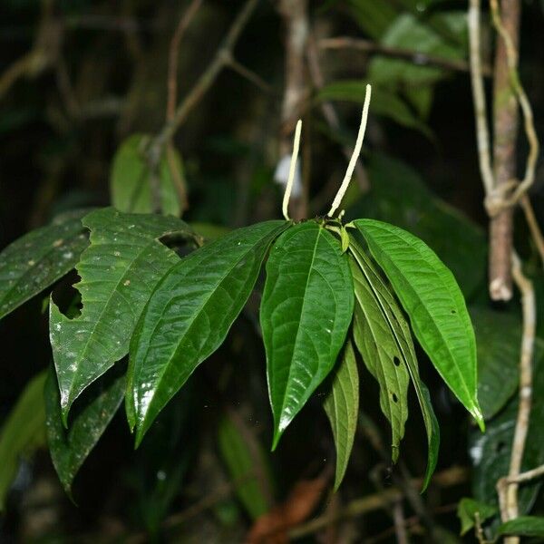 Piper hostmannianum Leaf