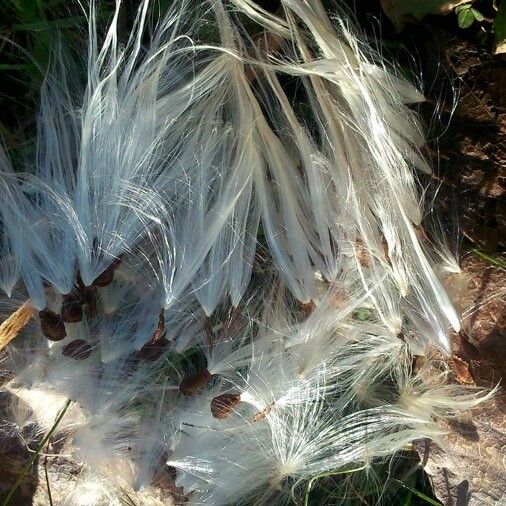 Asclepias curassavica Fruit