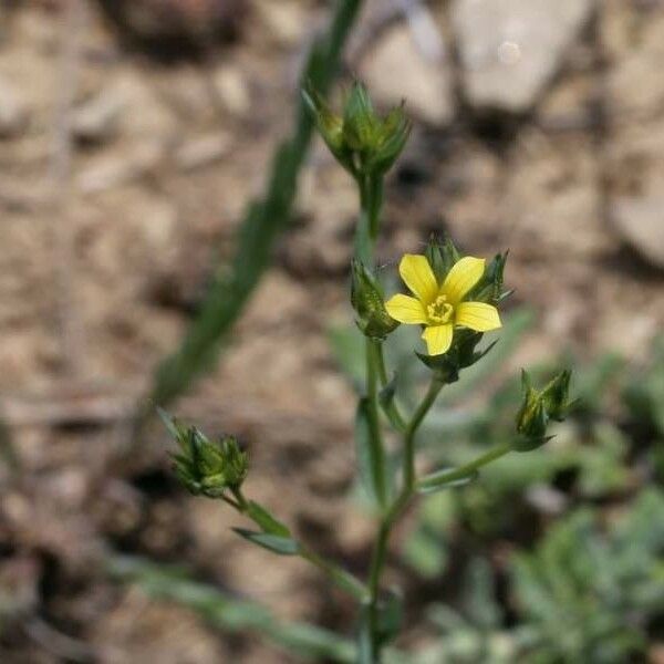 Linum corymbulosum Outro