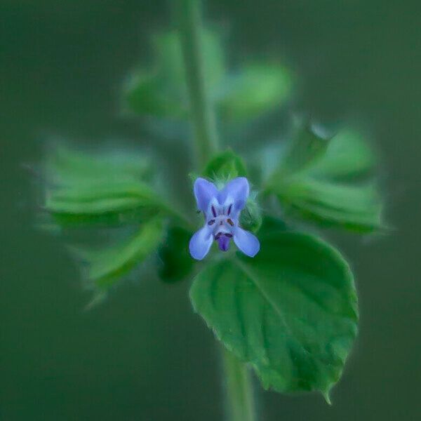 Mesosphaerum suaveolens Kvet