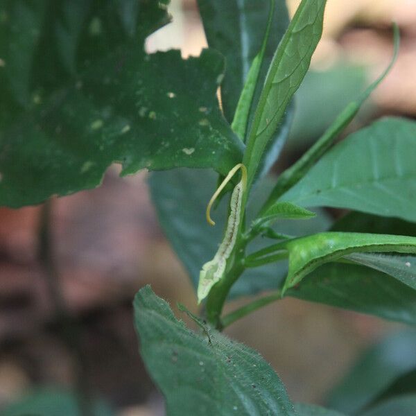 Dorstenia psilurus Flower