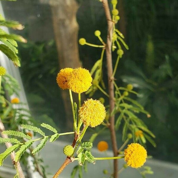 Acacia farnesiana Virág