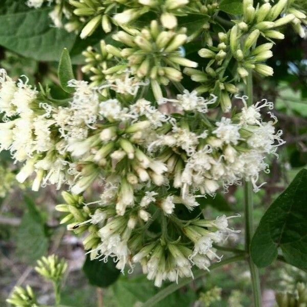 Mikania cordifolia Blüte