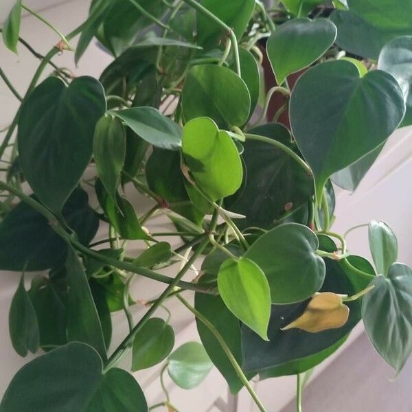 Philodendron hederaceum Blad