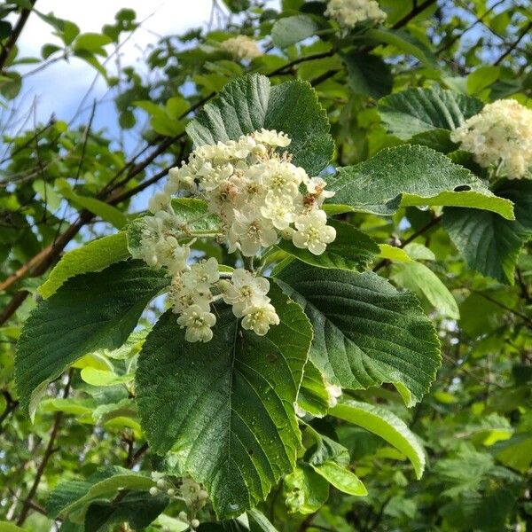 Sorbus aria Flor