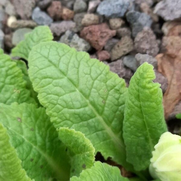 Primula veris Leaf