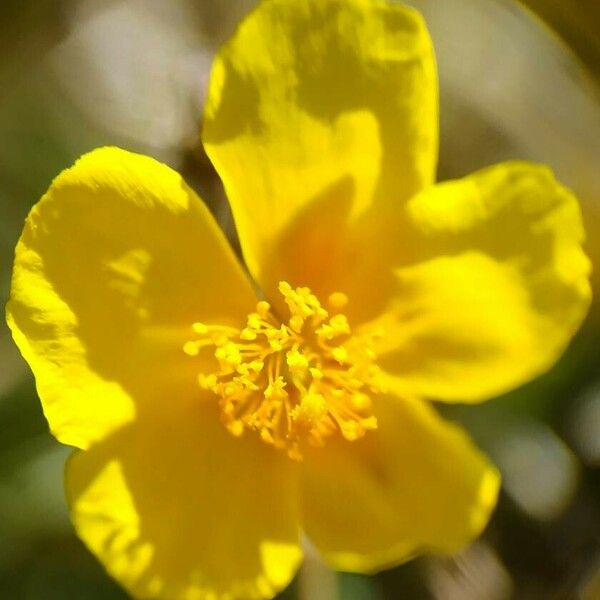 Helianthemum nummularium Blomma