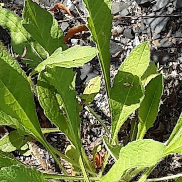 Stachys recta Folha