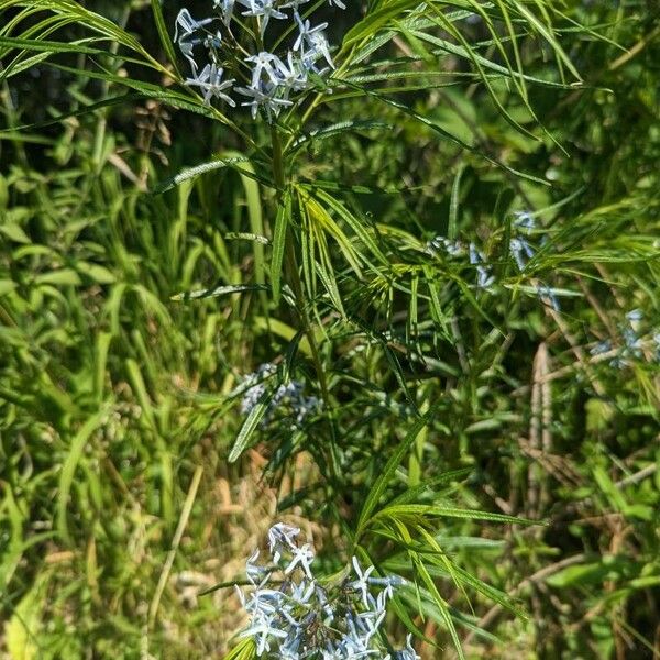 Amsonia hubrichtii Deilen