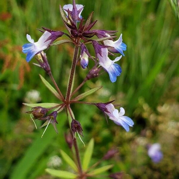 Collinsia parviflora Квітка