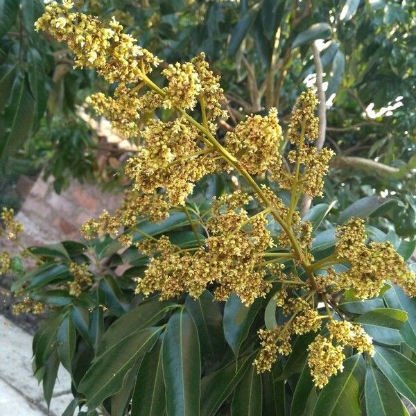 Litchi chinensis Flower