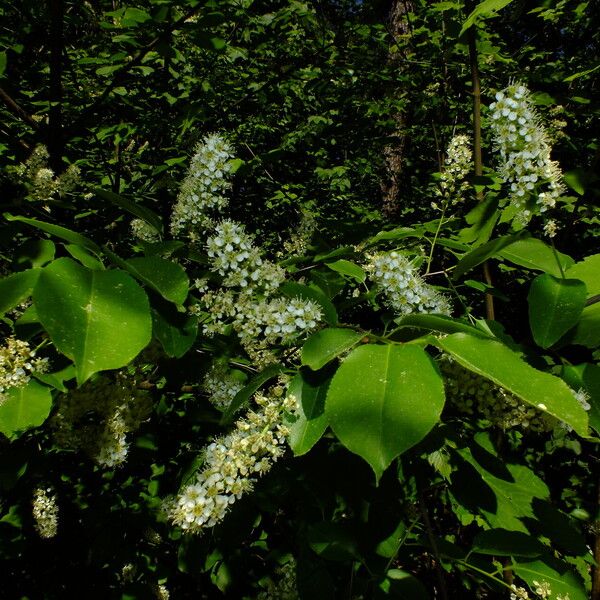 Prunus serotina 花