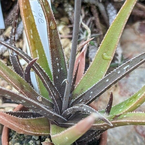 Aloe albiflora ഇല