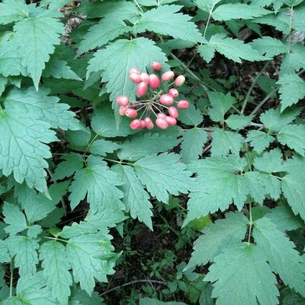 Actaea rubra Frucht