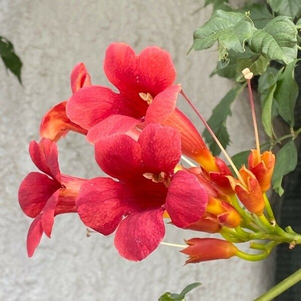 Campsis radicans Flor