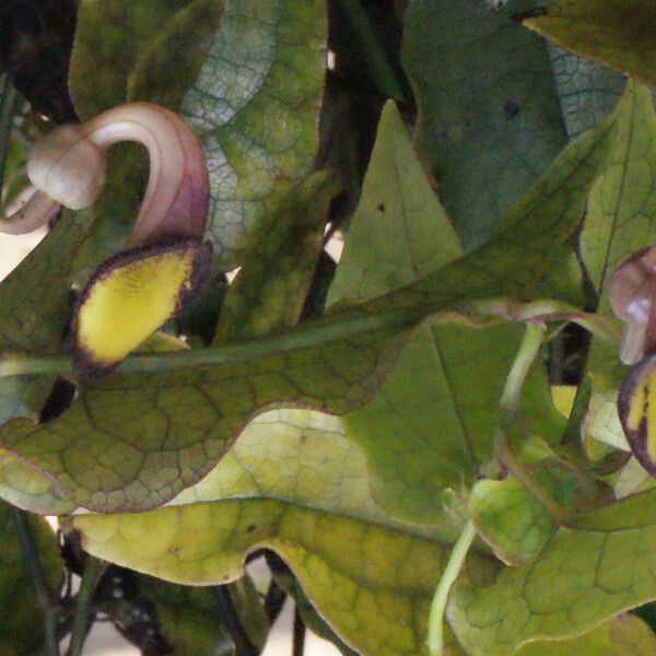 Aristolochia sempervirens Кветка