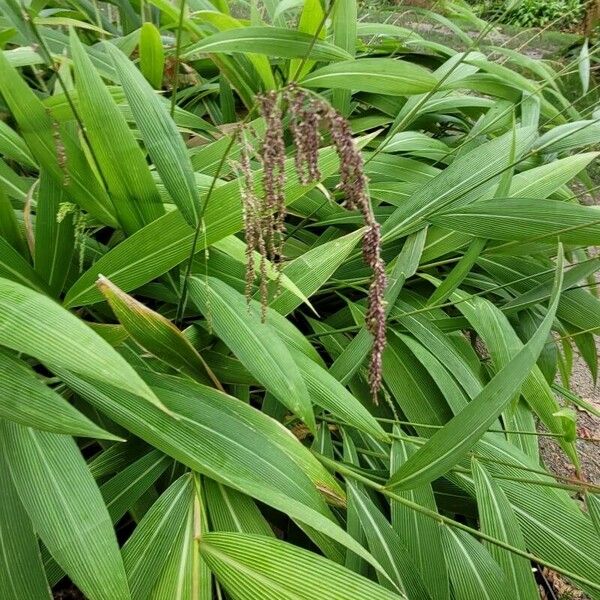 Setaria palmifolia ᱥᱟᱠᱟᱢ