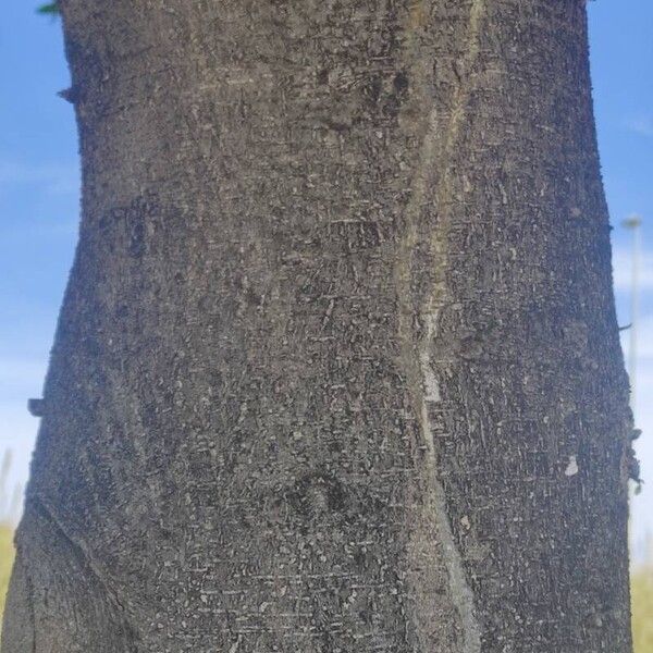 Ficus microcarpa Bark