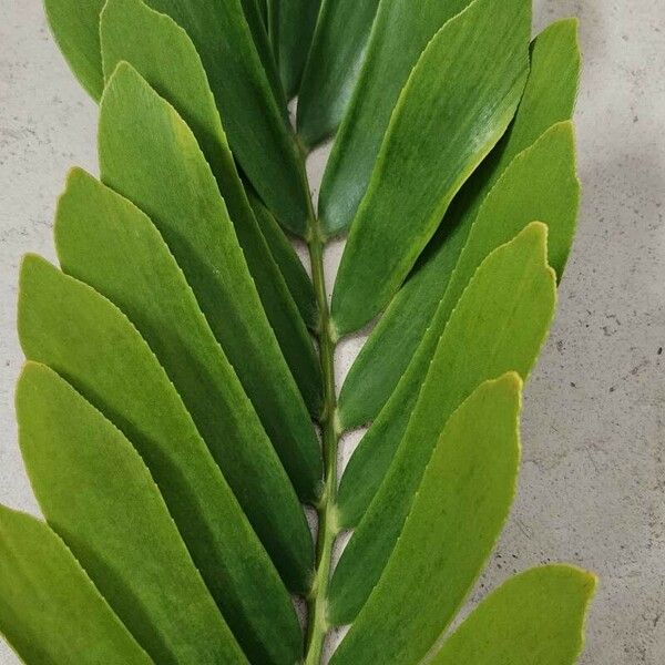 Zamia furfuracea Leht