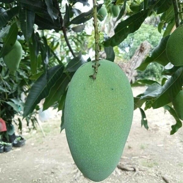 Mangifera indica Plod