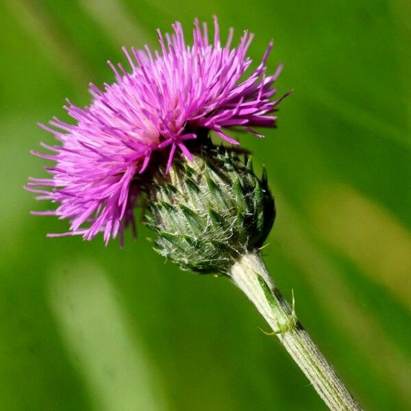 Cirsium tuberosum Flower