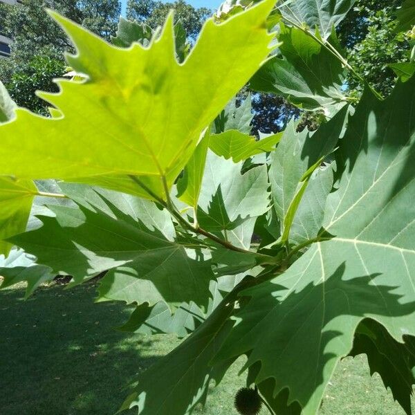 Platanus orientalis Levél