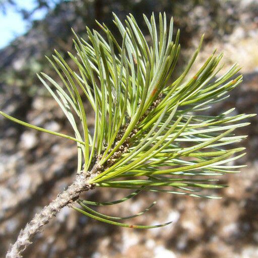 Pinus cembroides Leaf