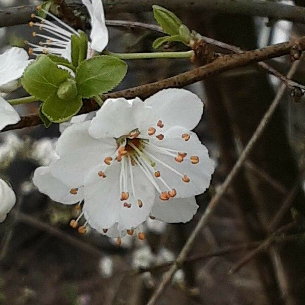 Prunus cerasus Blüte