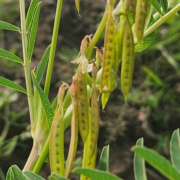 Astragalus atropilosulus Frukt