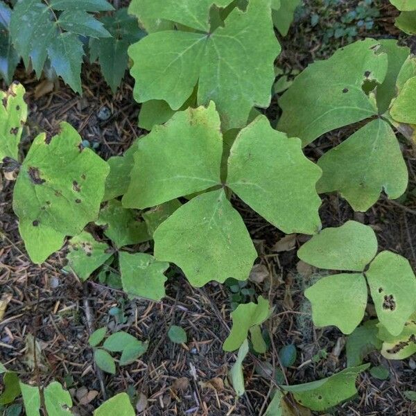 Achlys triphylla Lehti