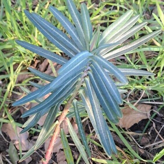 Euphorbia lathyris Ліст