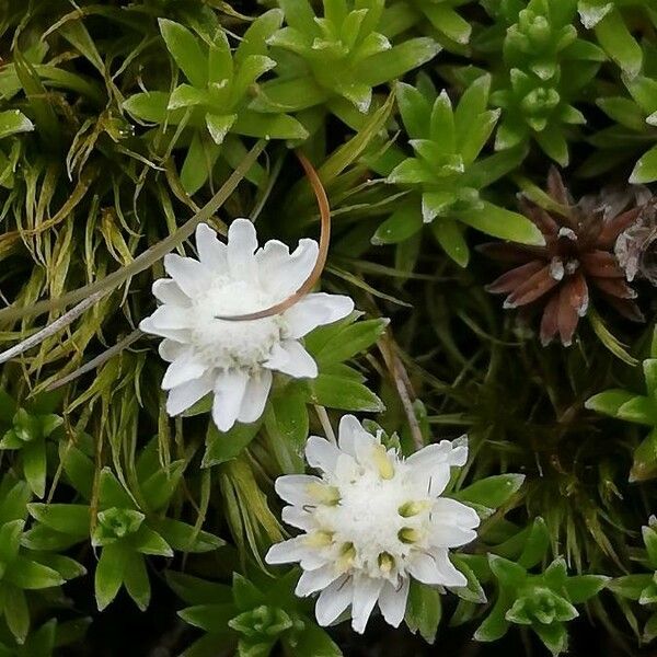 Raoulia glabra Virág