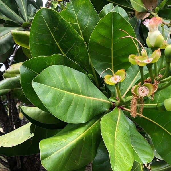 Barringtonia asiatica Blomst