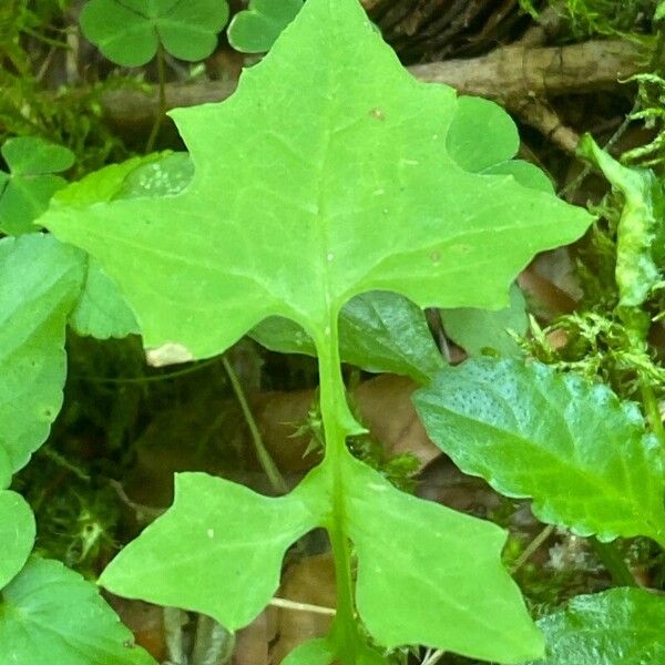 Lactuca muralis 葉